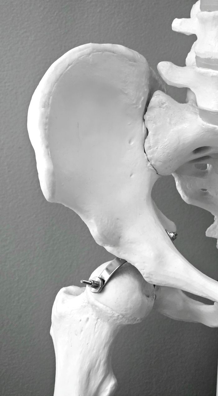 Home Anatomical model of human hip bone, ideal for medical and educational use.